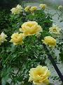 Yellow roses (close)